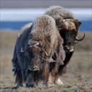 162_D316351_Muskox_Mochusochs